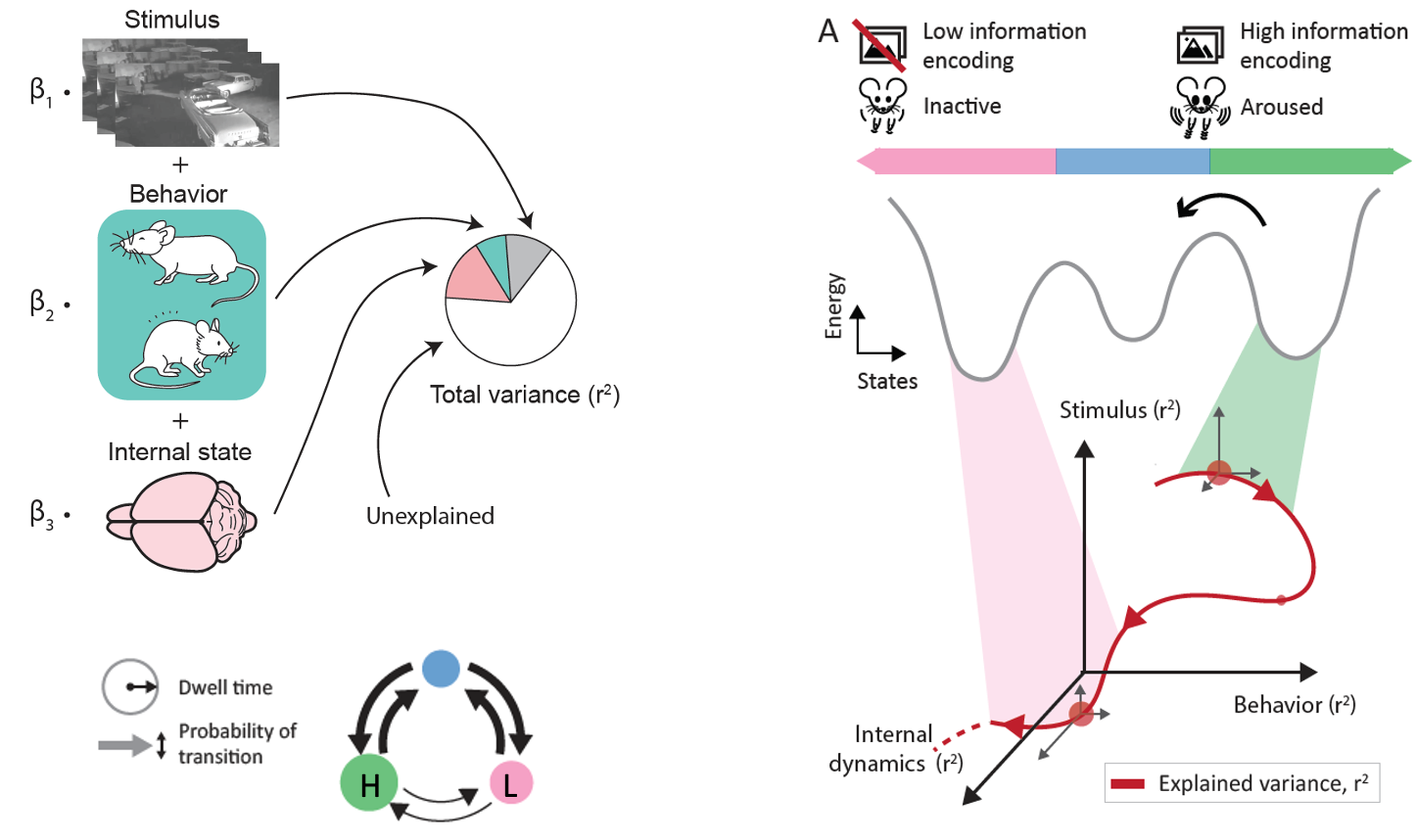 Composite schematic. At left, stimulus, behavior, internal brain state, and unexplained factors contribute to total neural-response variance, while three brain states differ in dwell time and transition probability. At right, a conceptual state landscape shows explained variance shifting among stimulus, behavior, and internal dynamics as the animal moves from inactive, low-information states toward an aroused, high-information state.