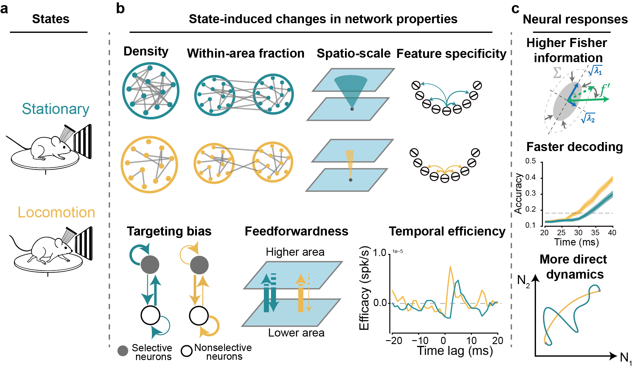 Summary schematic comparing stationary and locomotion states. During locomotion, inferred visual-cortical interactions become sparser but more local, within-area, feature-specific, feedforward, selectively targeted, and temporally precise. These network changes are linked to higher Fisher information, earlier decoding, and more direct population dynamics.